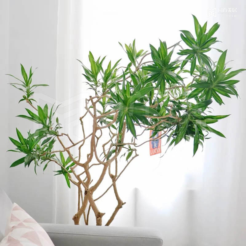 绿植能影响到居家风水吗 卧室适合摆放绿植吗